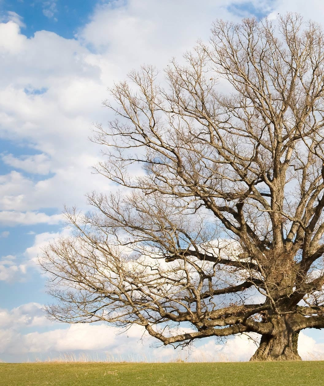 White Oak as seen in the snowless winter landscape with no leaves on the branches