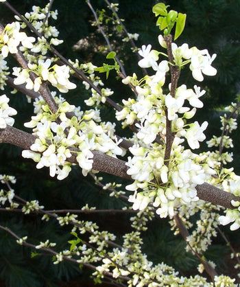 White Redbud close up of crisp white flower buds on branch