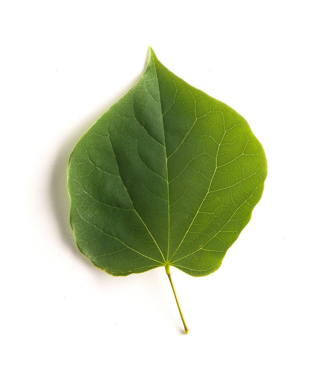 White Redbud closeup of green heart-shaped leaf