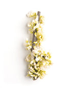Close up of White Redbud branch abundant with bright white flower buds before they opened
