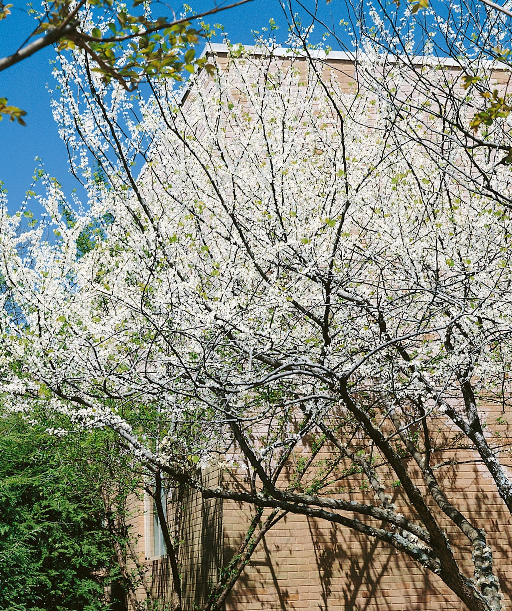 White Redbud smothered in pure white blooms against a red brick building