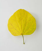 Singular White Redbud heart-shaped leaf in bright yellow fall color