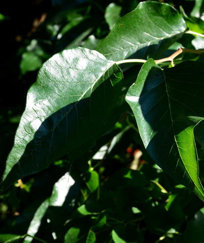 Close up of White Shield Osage Orange foliage, shiny dark green pyramidal shaped leaves