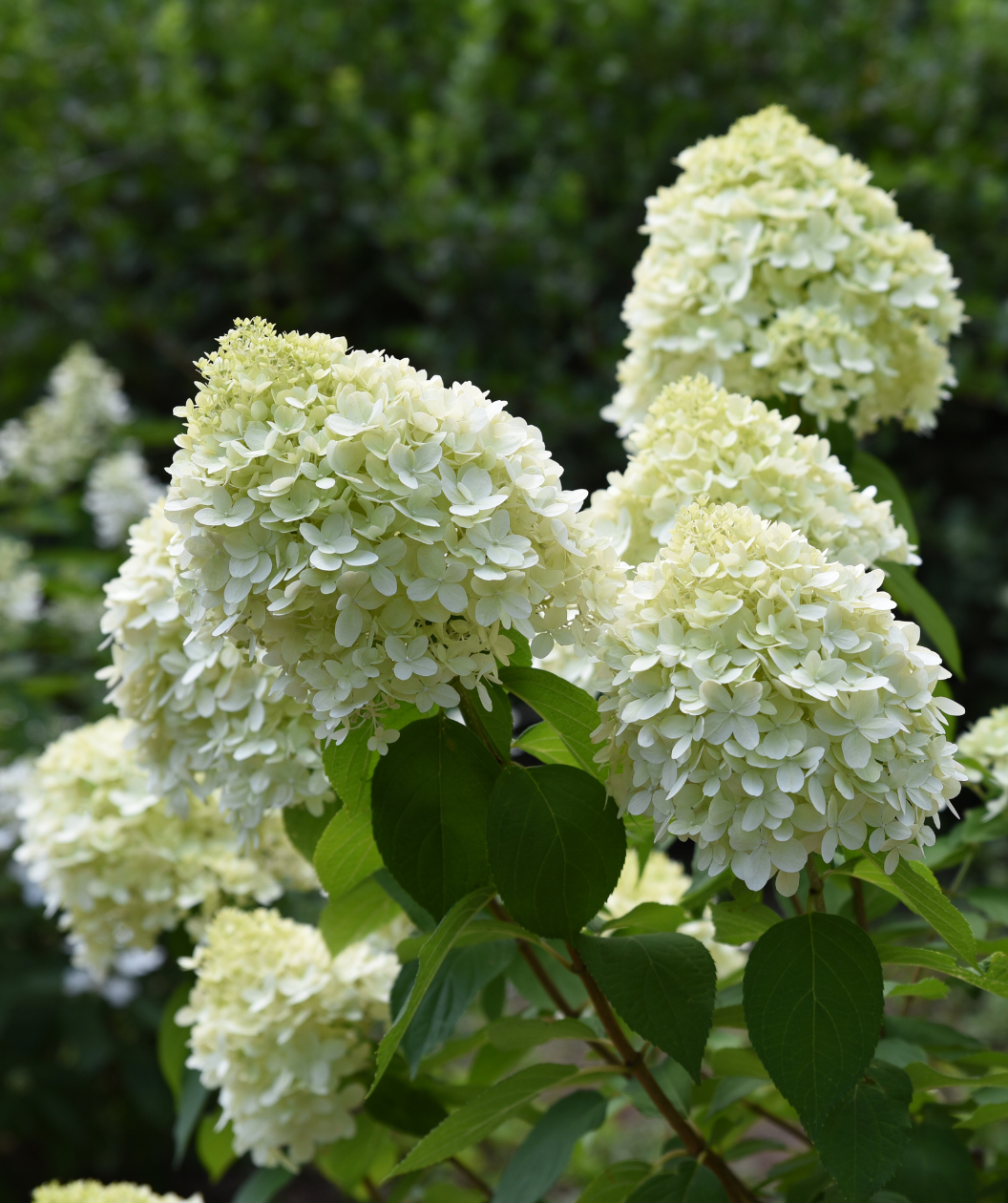White Wedding Hydrangea creamy white, four-petalled flower clusters