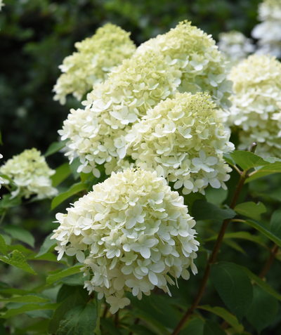 White Wedding Hydrangea closeup of creamy white four-petalled flower clusters