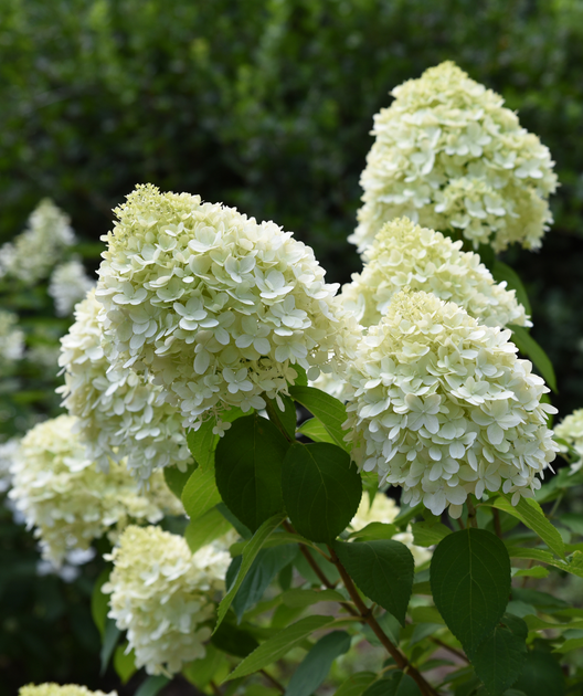 White Wedding® Hydrangea | Bower & Branch