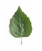 A singular teardrop shaped, dark green leaf of the Jacquemontii Himalayan Birch