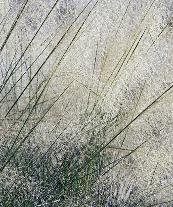 Close up of White Cloud Muhly Grass, the long dark green grass is almost an after thought when the shoots of white plumy seeds emerge from this decorative grass