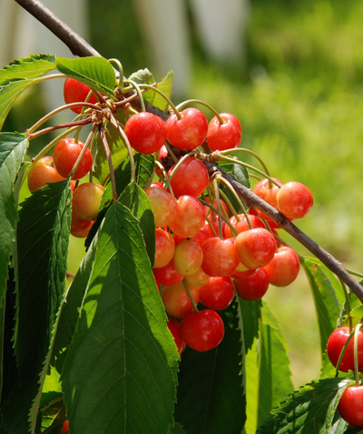 Whitegold Sweet Cherry red and yellow cherries hanging off of the branch with dark green leaves