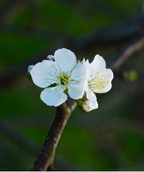 Whitegold Sweet Cherry bright white five-petalled cherry blossom