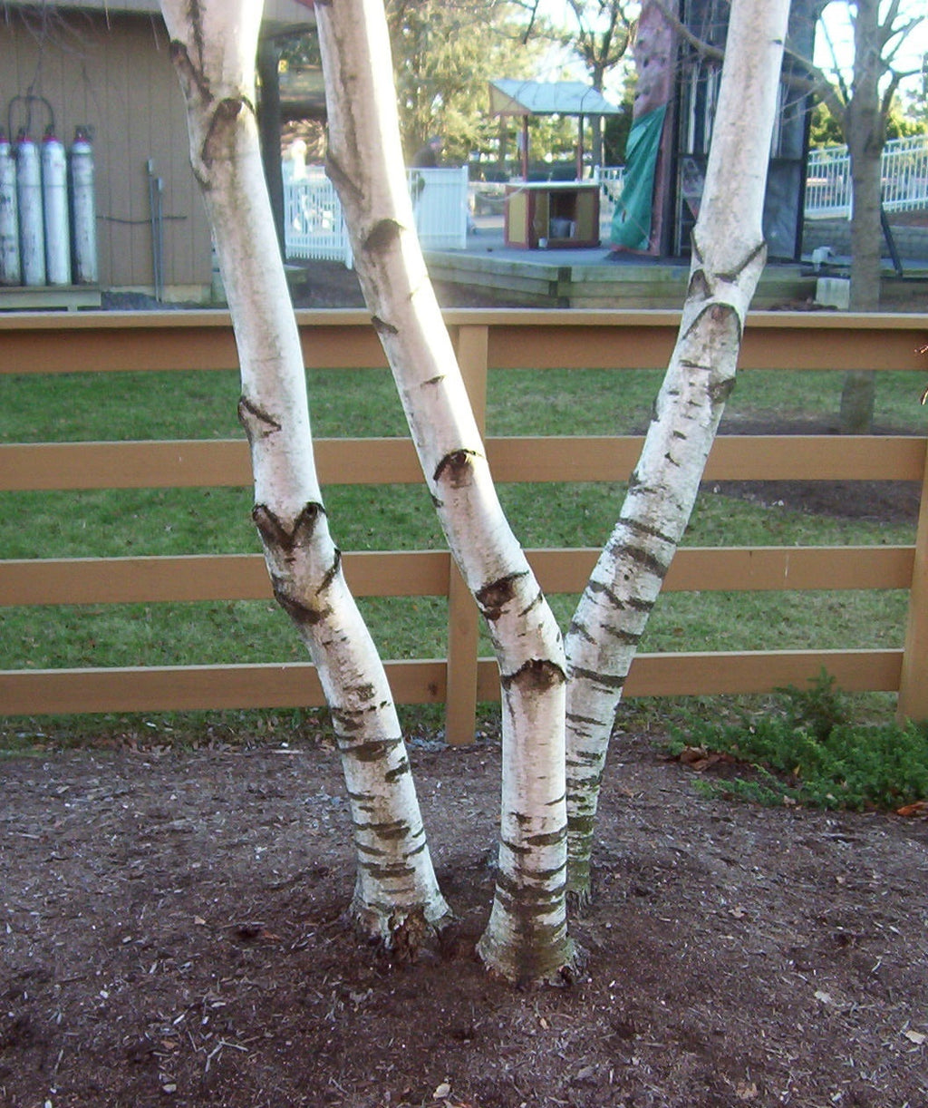 Three trunks of the Whitespire Birch in a landscape showing the creamy white bark 