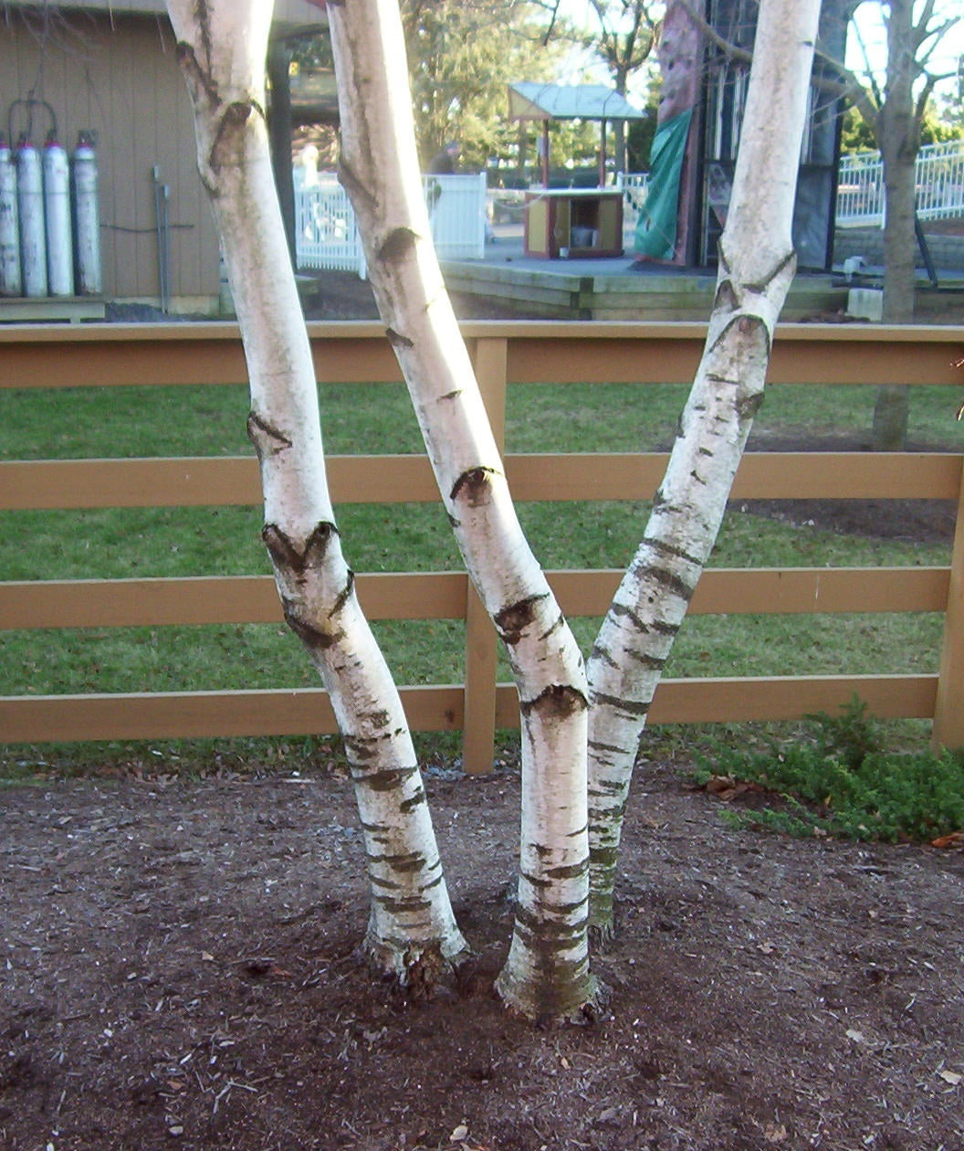 Three trunks of the Whitespire Birch in a landscape showing the creamy white bark 