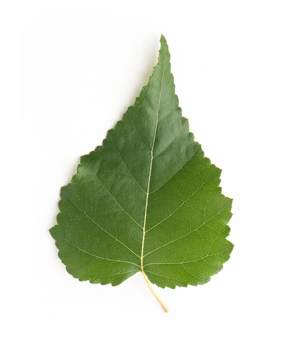 A singular Whitespire Birch spade-shaped dark green leaf