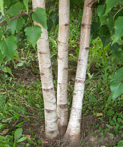 Three stemmed Whitespire Birch creamy white bark with brown strips and dark green spade-shaped leaves