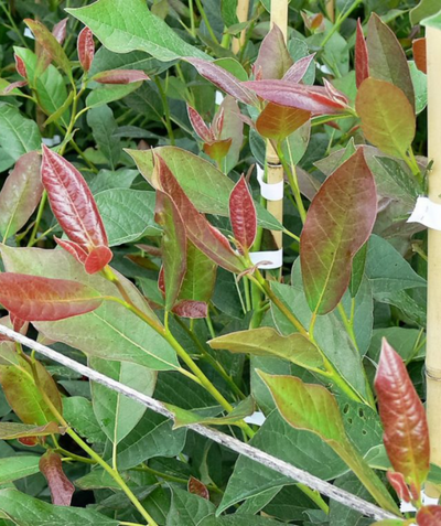 A close up of the Wildfire Black Gum foliage, showcasing the emerging bright red new foliage against the cool green, more mature leaves