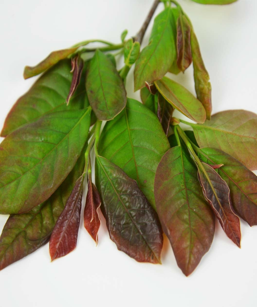 A close up of the Wildfire Black Gum foliage, showcasing the emerging bright red new foliage against the cool green, more mature leaves on a white back ground