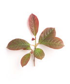 A close up of a small branch of the Wildfire Black Gum as the deep green leaves begin to transition to a bright red fall color on a white background