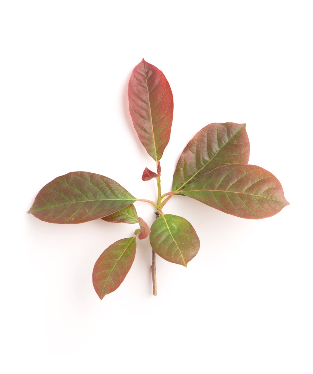 A close up of a small branch of the Wildfire Black Gum as the deep green leaves begin to transition to a bright red fall color on a white background