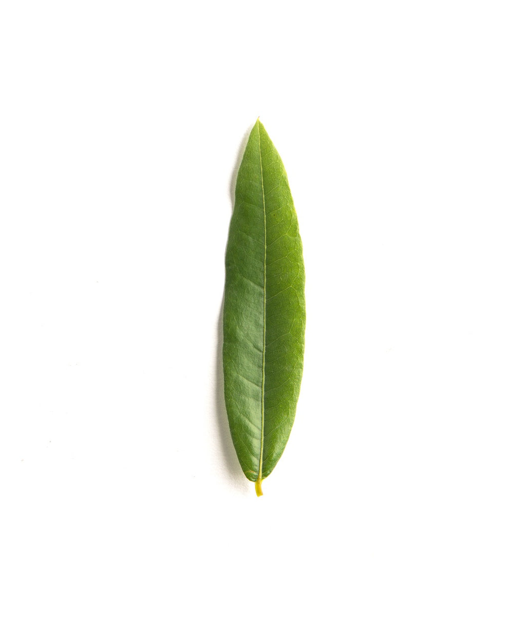 Willow Oak closeup of spring green elongated leaf