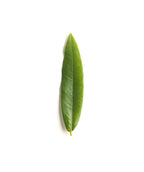 Willow Oak closeup of spring green elongated leaf