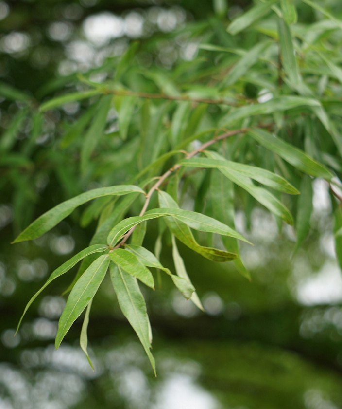 Willow Oak long spring green leaves hanging from a sweeping branch