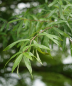 Willow Oak long spring green leaves hanging from a sweeping branch