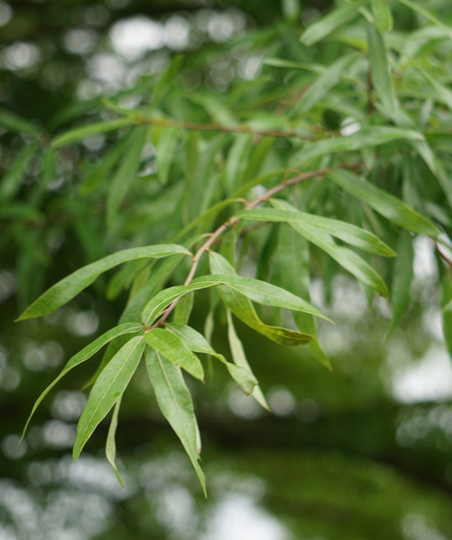 Willow Oak long spring green leaves hanging from a sweeping branch