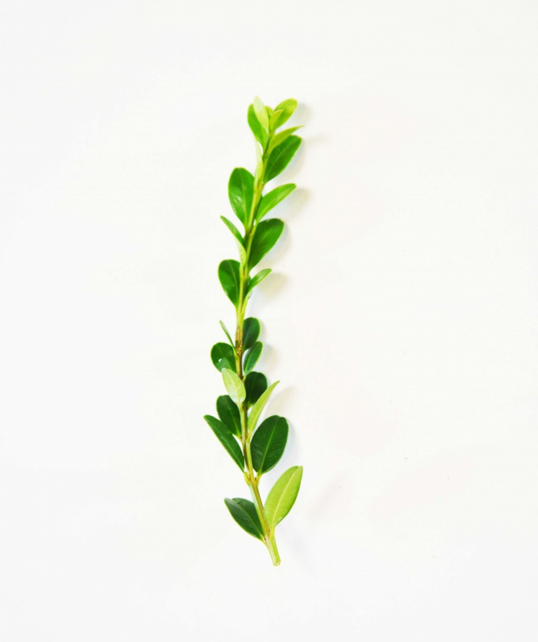 A cutting of the Winter Gem Boxwood showing the rounded, deep green leaves against a white background