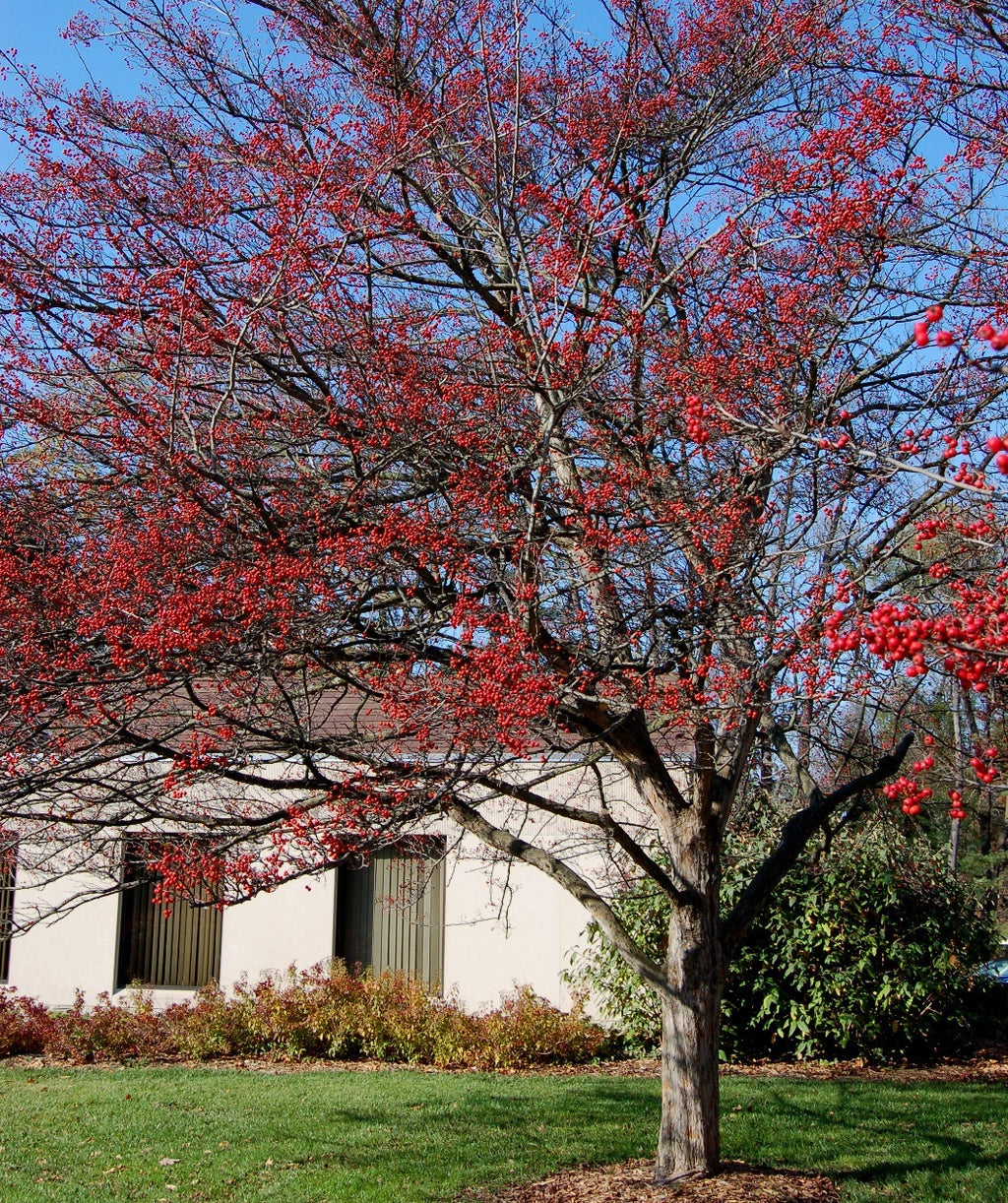 A large Winter King Hawthorn planted in landscape covered in the bright red berries
