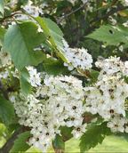 Winter King Hawthorn branches full of crisp white flowers with black and yellow centers surrounded by green leaves