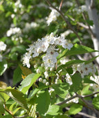 Winter King Hawthorn crisp white flowers with yellow and black centers along with pure white buds before they open, surrounded by dark green leaves