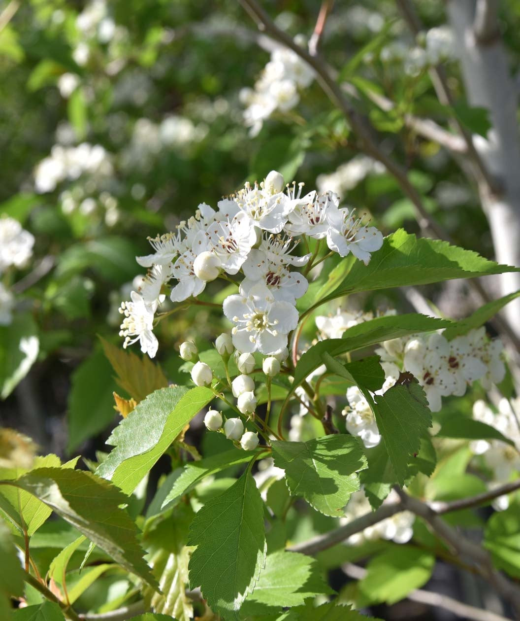 Winter King Hawthorn crisp white flowers with yellow and black centers along with pure white buds before they open, surrounded by dark green leaves