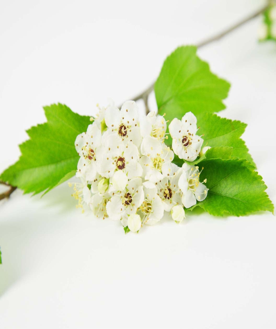 A closeup of the Winter King Hawthorn creamy white flowers with yellow and brown centers with a few dark green leaves behind them