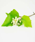 A closeup of Winter King Hawthorn creamy white buds before they open, surrounded by light green leaves