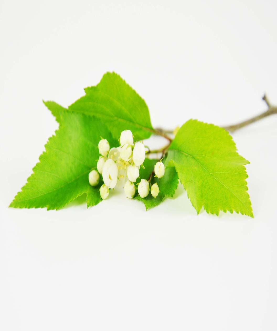A closeup of Winter King Hawthorn creamy white buds before they open, surrounded by light green leaves