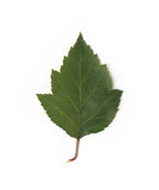 A singular Winter King Hawthorn dark green, multi-pointed leaf on a white background