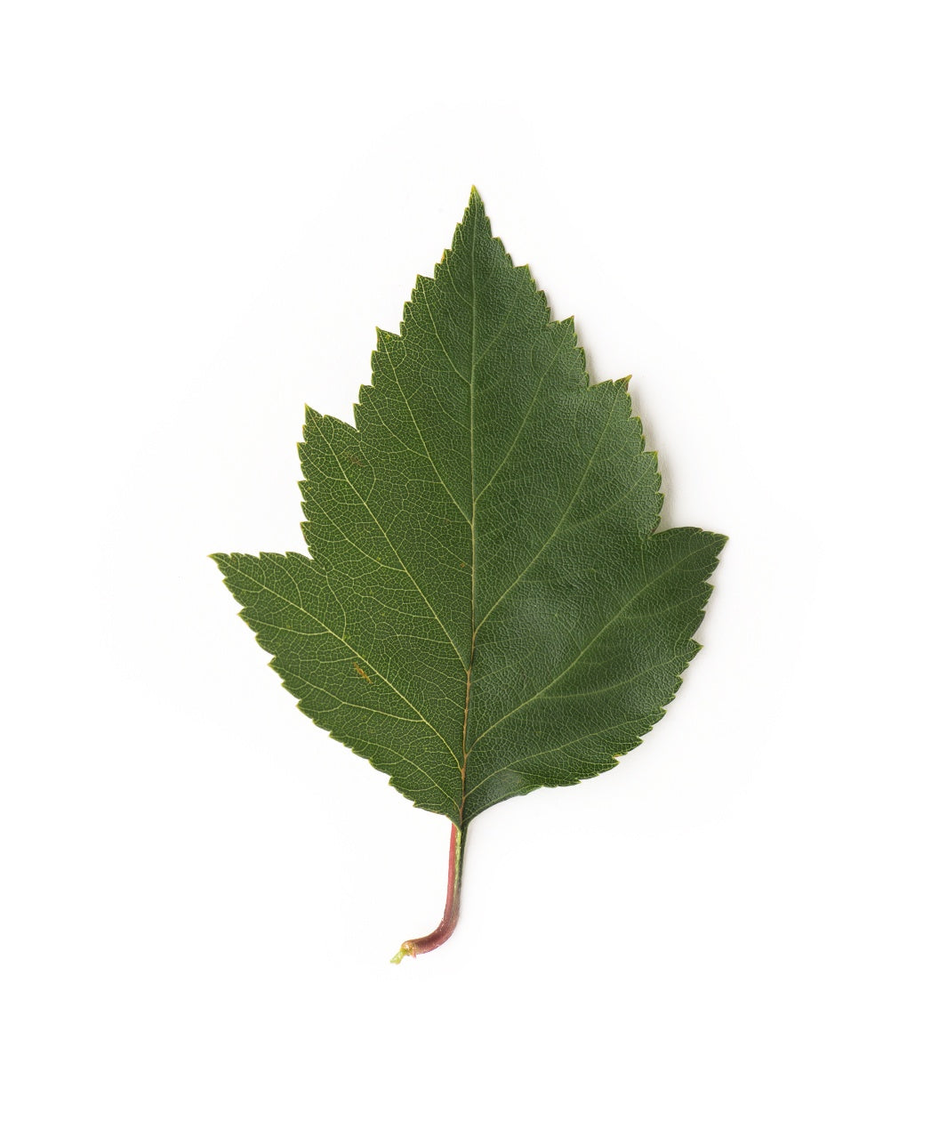 A singular Winter King Hawthorn dark green, multi-pointed leaf on a white background