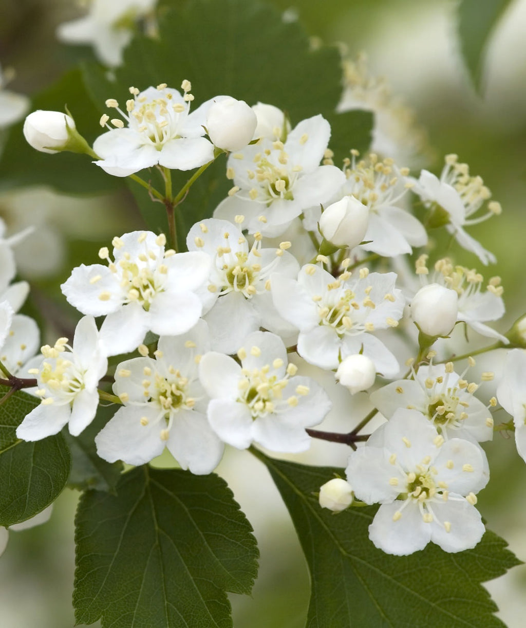 Winter King Hawthorn crisp white flowers with light yellow stamens with dark green leaves in the background