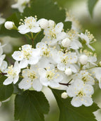 Winter King Hawthorn crisp white flowers with light yellow stamens with dark green leaves in the background
