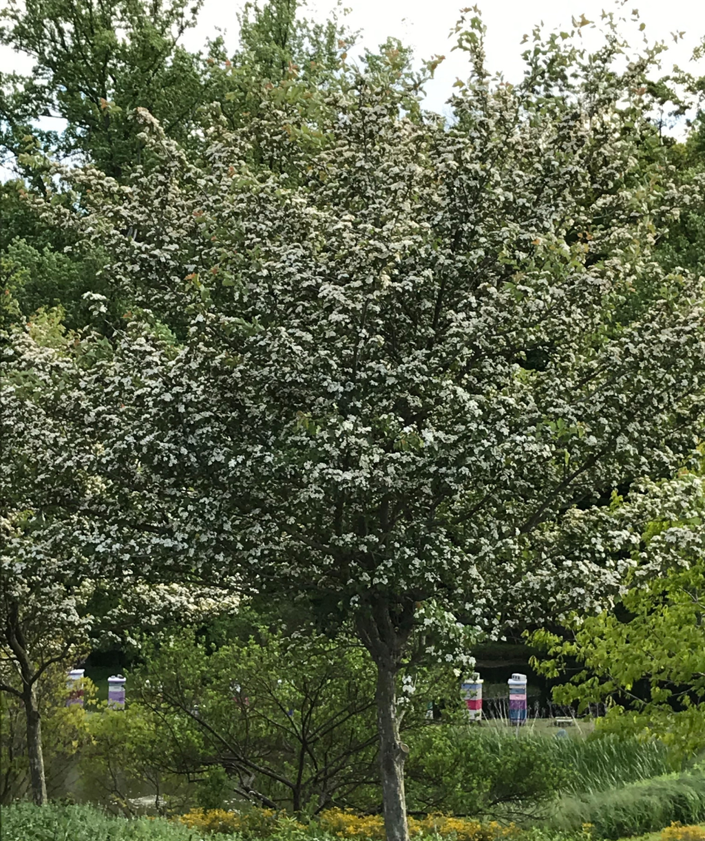 A large Winter King Hawthorn in full white bloom with dark green leaves planted in a landscape