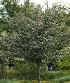 A large Winter King Hawthorn in full white bloom with dark green leaves planted in a landscape