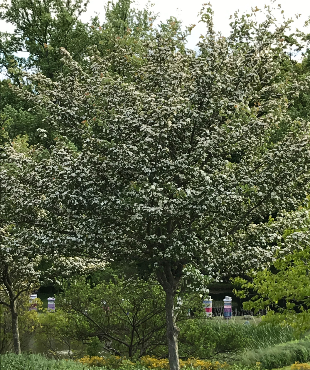 A large Winter King Hawthorn in full white bloom with dark green leaves planted in a landscape