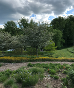 Three Winter King Hawthorns in full white bloom planted in a decorative landscape