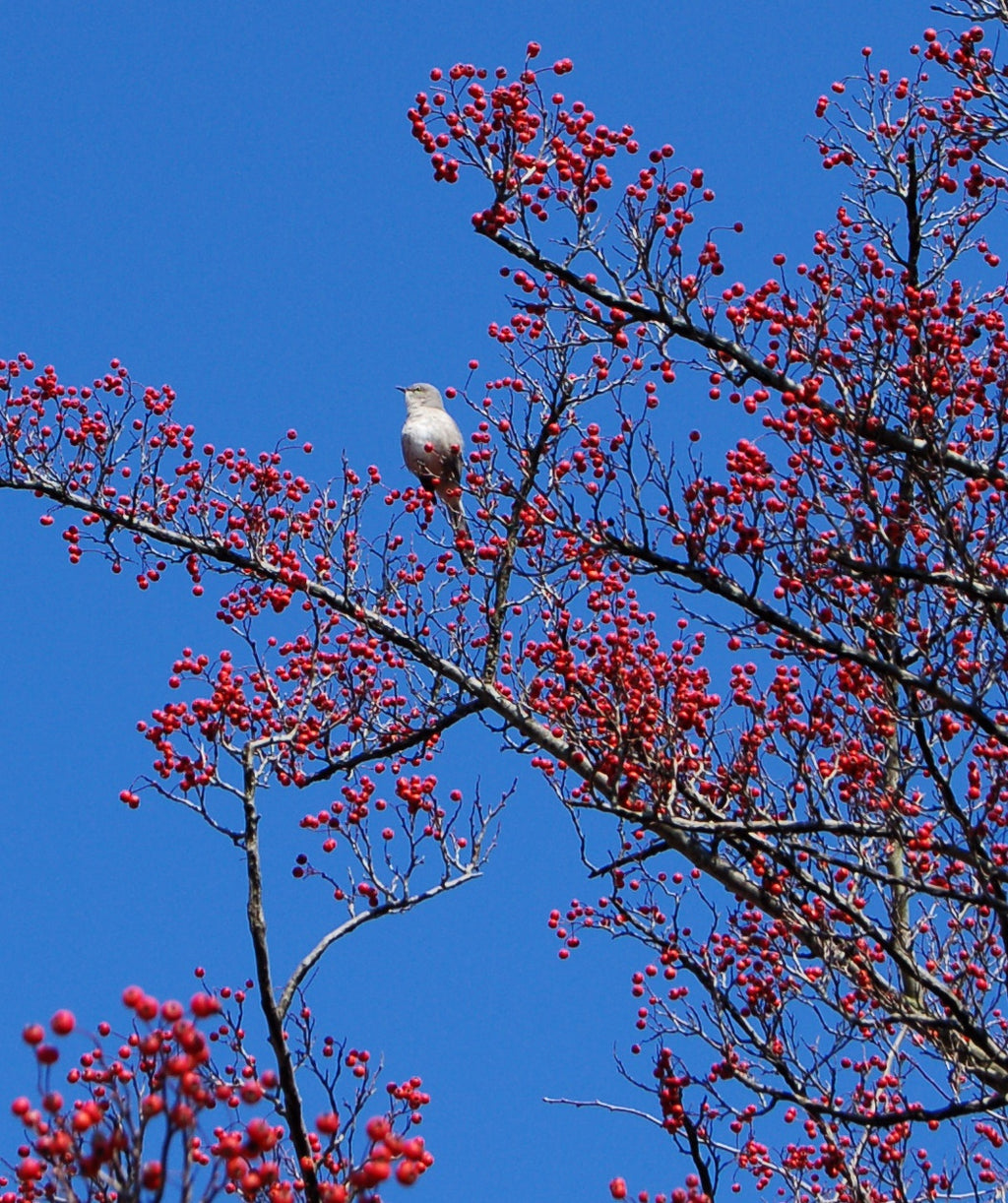 A Winter King Hawthorn in winter with a bird perched on a branch surrounded by the bright red berries