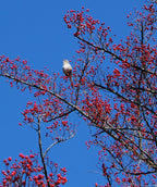 A Winter King Hawthorn in winter with a bird perched on a branch surrounded by the bright red berries