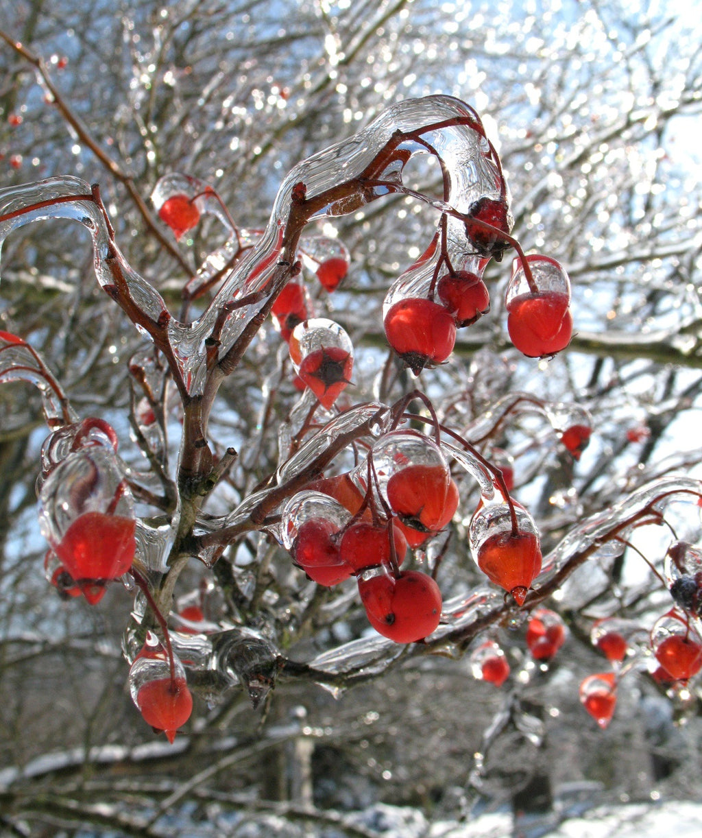 A closeup of the bright red berries frozen over with water belonging to the Winter King Hawthorn