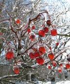 A closeup of the bright red berries frozen over with water belonging to the Winter King Hawthorn