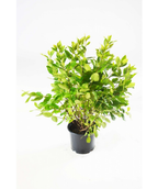 Winterthur Viburnum