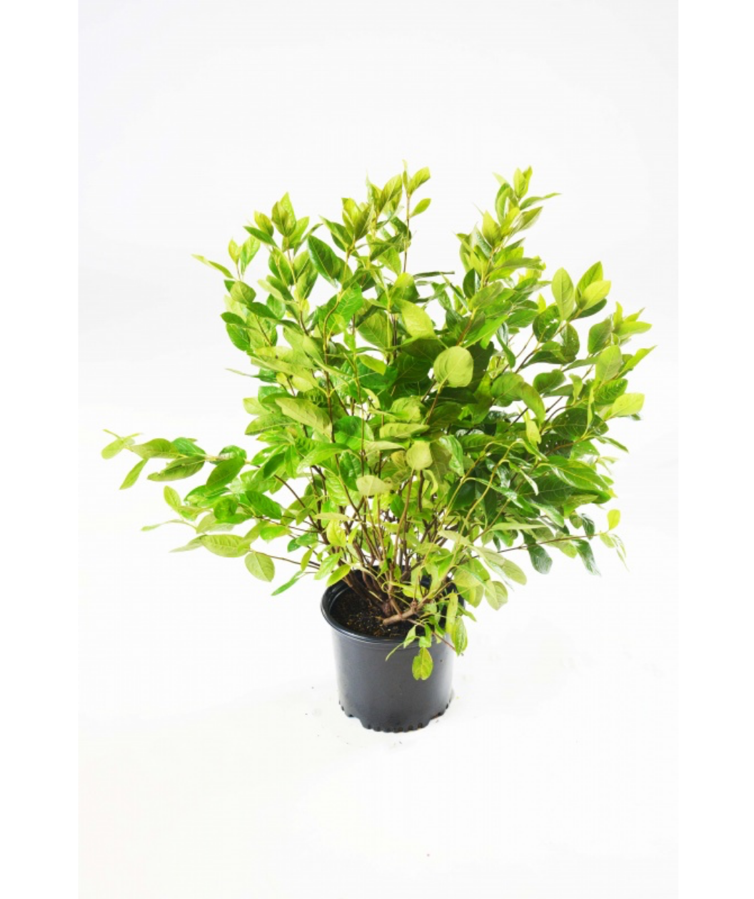 Winterthur Viburnum