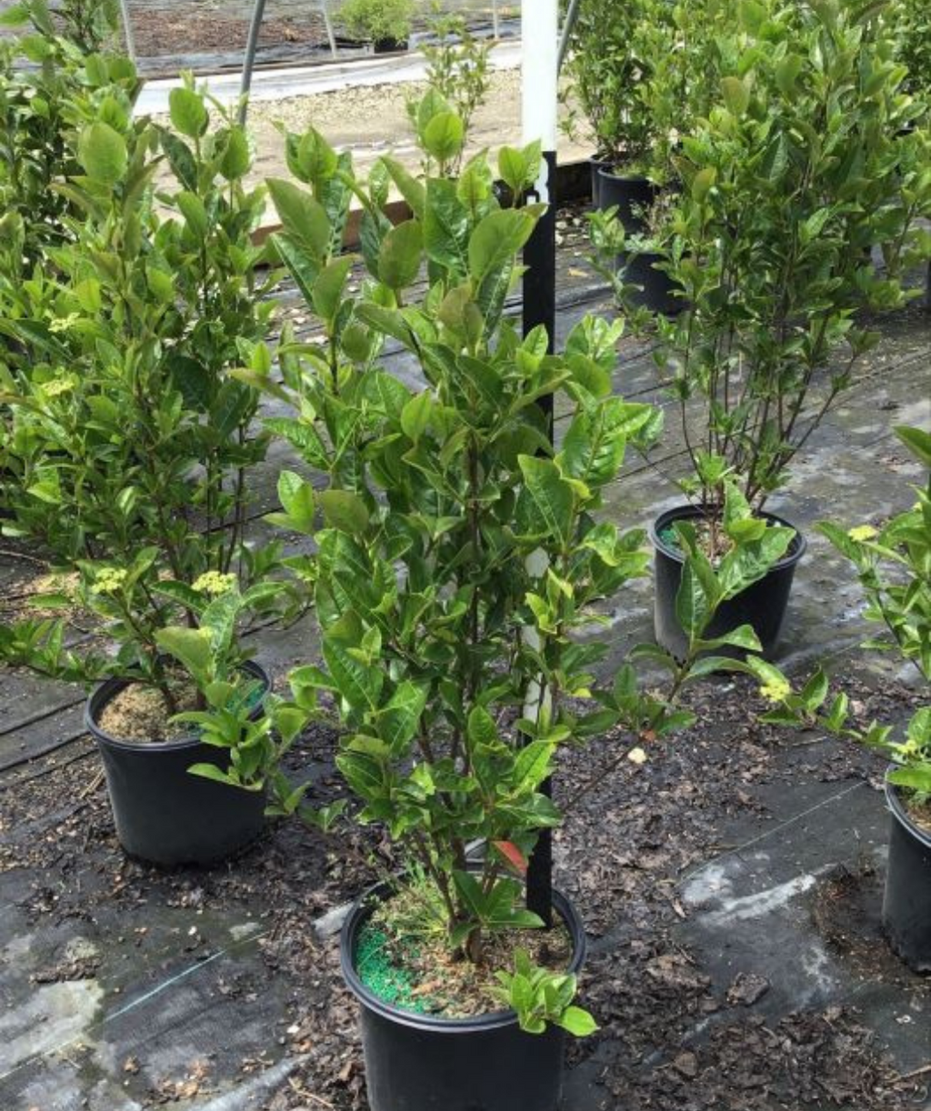 Winterthur Viburnum